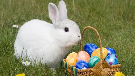 Ein Osterhase? Nein, ein Hauskaninchen.
