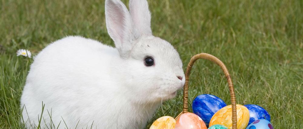 Ein Osterhase? Nein, ein Hauskaninchen.
