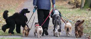 Dogwalker mit sechs Hunden in einem Park.