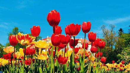 Endlich Frühling! In Brandenburg gibt es für alle, die Spaß am Gärtnern haben, viel zu entdecken. Am Osterwochenende laden manche Privatleute in ihre besonders sehenswerten Gärten ein. 