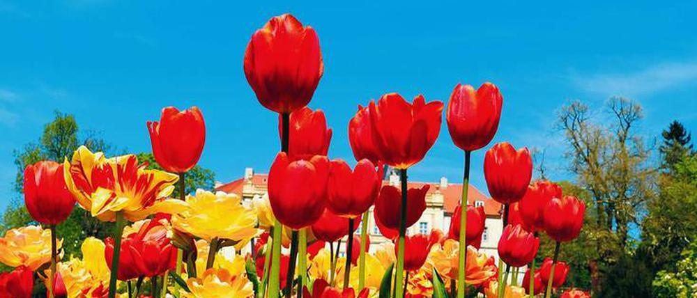 Endlich Frühling! In Brandenburg gibt es für alle, die Spaß am Gärtnern haben, viel zu entdecken. Am Osterwochenende laden manche Privatleute in ihre besonders sehenswerten Gärten ein.