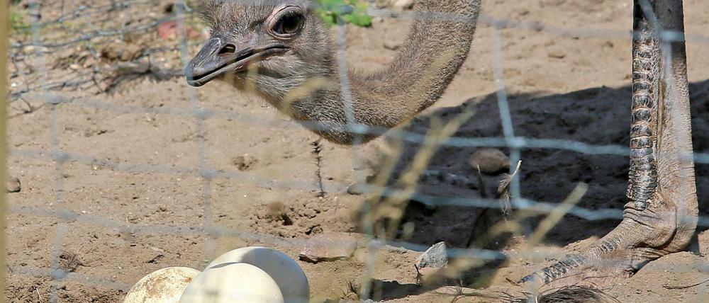 Ein Nest bauen, wozu denn? Der Strauß kratzt sich eine Kuhle in den Sandboden.