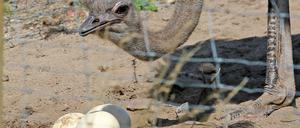 Ein Nest bauen, wozu denn? Der Strauß kratzt sich eine Kuhle in den Sandboden. 