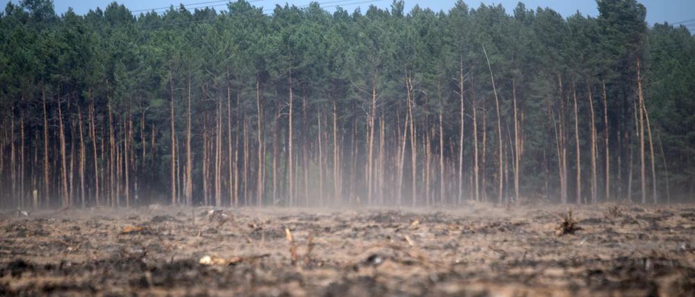 Brandenburg, Fichtenwalde. Man sieht: Der märkische Sand ist kein guter Feuchtigkeitsspeicher. 