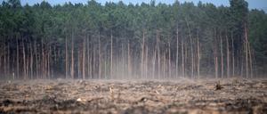 Brandenburg, Fichtenwalde. Man sieht: Der märkische Sand ist kein guter Feuchtigkeitsspeicher. 