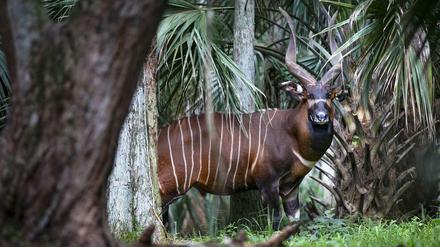 Relativ stattlich und verdammt scheu: Der Bongo (Tragelaphus eurycerus).