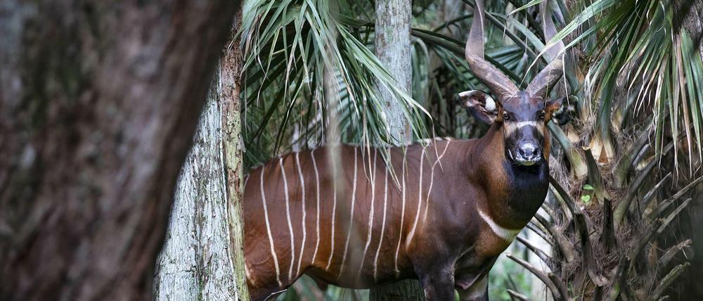 Relativ stattlich und verdammt scheu: Der Bongo (Tragelaphus eurycerus).
