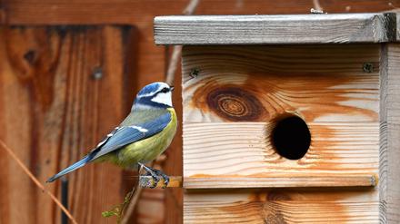 Schönes Zuhause. In der Berliner Vogelwelt scheint es keine Wohnungsnot zu geben.