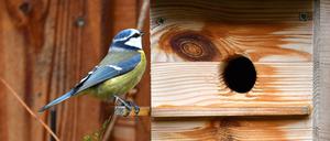 Schönes Zuhause. In der Berliner Vogelwelt scheint es keine Wohnungsnot zu geben.
