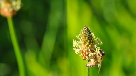 Wegerichblüte (links), Honigbiene (rechts).