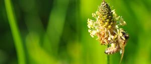 Wegerichblüte (links), Honigbiene (rechts).