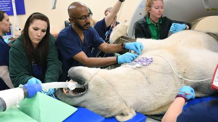 In der Veterinärabteilung der Chicago Zoological Society wird der Eisbär für einen Scan im Computertomographen vorbereitet. 