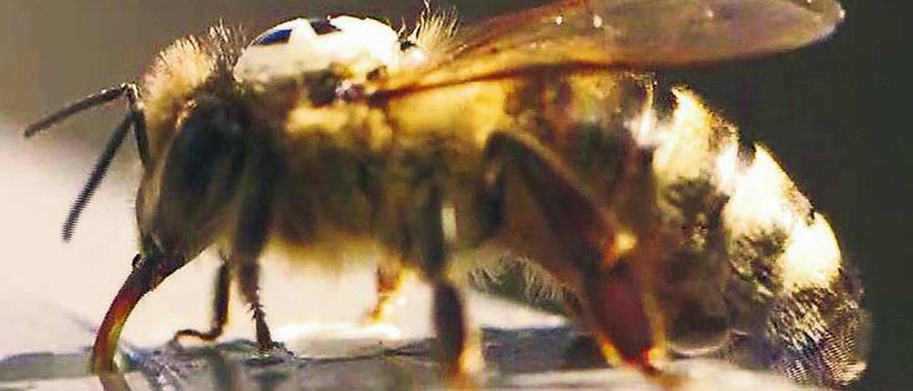 Um die Bewegungsmuster der Tiere zu erforschen, wurden 2000 Nektarsammlerinnen auf dem Rücken mit winzigen QR-Code-Plättchen bestückt.