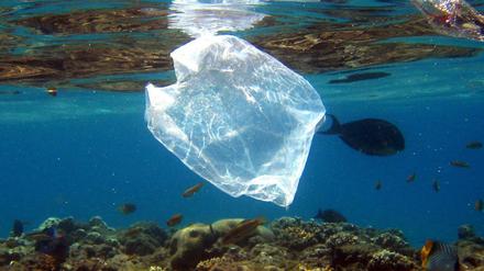 Eine Plastiktüte schwimmt über Korallen im Roten Meer in Ägypten. (Archivbild)