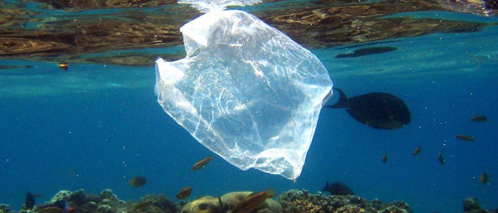 Eine Plastiktüte schwimmt über Korallen im Roten Meer in Ägypten. (Archivbild)