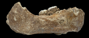 Unterkiefer eines Denisova-Menschen.