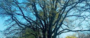 Gruppe alter Eichen auf einem Hügel in der Schorfheide.