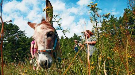 Wer mit Eseln wandert, muss ziemlich genau wissen, wohin er will. Die Tiere von Christine Möller fangen dann sogar an zu hopsen.