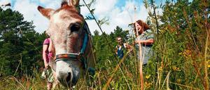 Wer mit Eseln wandert, muss ziemlich genau wissen, wohin er will. Die Tiere von Christine Möller fangen dann sogar an zu hopsen.