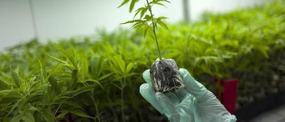 In diesem israelischen Gewächshaus wird Cannabis für medizinische Zwecke produziert
