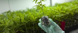 In diesem israelischen Gewächshaus wird Cannabis für medizinische Zwecke produziert