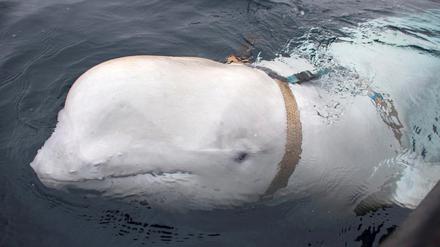 Ein vor der norwegischen Küste entdeckter Beluga-Wal trägt ein Band mit der Aufschrift "Equipment St. Petersburg".