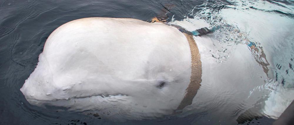 Ein vor der norwegischen Küste entdeckter Beluga-Wal trägt ein Band mit der Aufschrift "Equipment St. Petersburg".