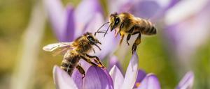 Bienen sind in den letzten Jahren immer mehr ins allgemeine Blickfeld gerückt. 