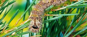 Nimmersatt. Die Raupen des Nonnen-Schmetterlings haben sich in diesem Jahr explosionsartig vermehrt.