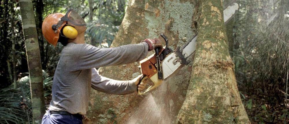 Ein Holzfäller arbeitet mit einer Kettensäge im Regenwald des Amazonas in Brasilien an einem Urwaldriesen.