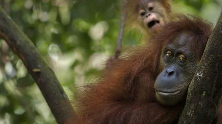 Orang Utans auf Borneo.
