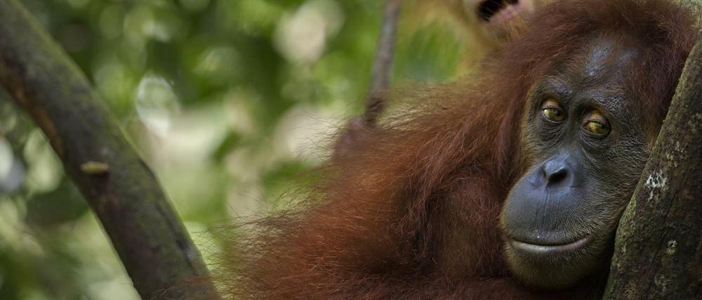 Orang Utans auf Borneo.