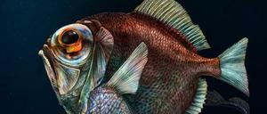 Weltrekordhalter bei den Farbsenseh-Genen: der Silberkopf