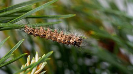 Ein Gifteinsatz soll den gefräßigen Insekten Einhalt gebieten.
