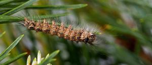 Ein Gifteinsatz soll den gefräßigen Insekten Einhalt gebieten.