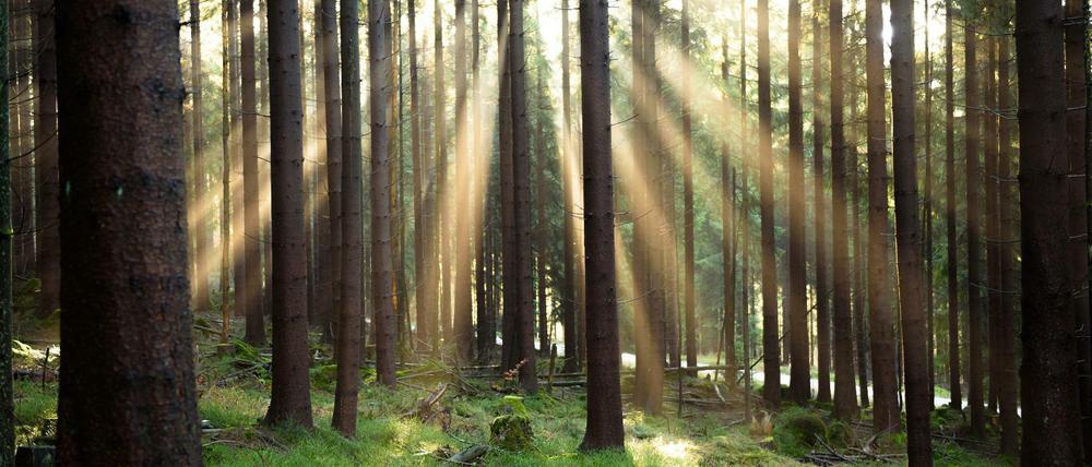 Unheimlicher Fund: In einem Waldstück wird ein Massengrab entdeckt. So beginnt James Sallis' Krimi "Willnot".