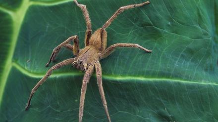 Der Alptraum eines jeden Bananenpflückers: die Brasilianische Wanderspinne.