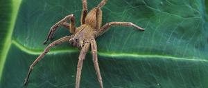 Der Alptraum eines jeden Bananenpflückers: die Brasilianische Wanderspinne.