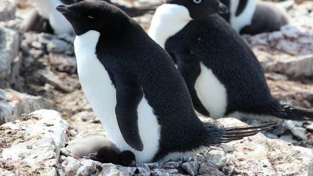Adelie-Pinguin mit Küken. Die Nenster sind umgeben von den Ausscheidungen der Tiere.