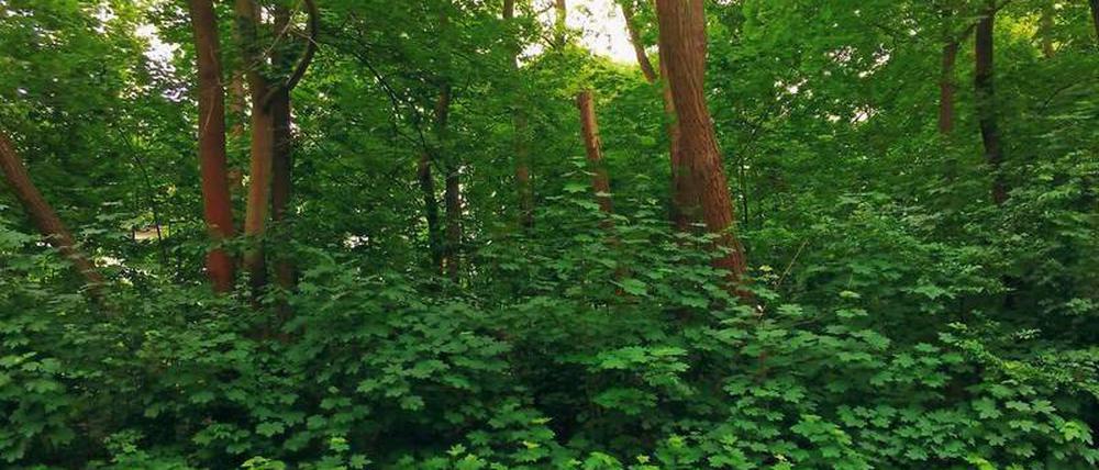 Protest. Deutscher Wald oder Flüchtlingsheim – diese Frage beschäftigt die Menschen in Zehlendorf.