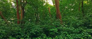 Protest. Deutscher Wald oder Flüchtlingsheim – diese Frage beschäftigt die Menschen in Zehlendorf.