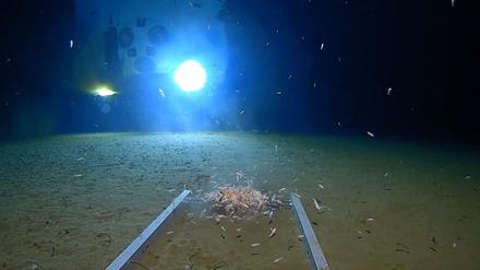 Der Amerikaner Victor Vescovo ist eigenen Angaben zufolge mit seinem U-Boot "Limiting Factor" (im Hintergrund) zu einem der tiefsten Punkte der Erde im Mariannengraben getaucht - und hat dort Müll gefunden (nicht im Bild zu sehen, stattdessen angelockte Gliederfüßer). 