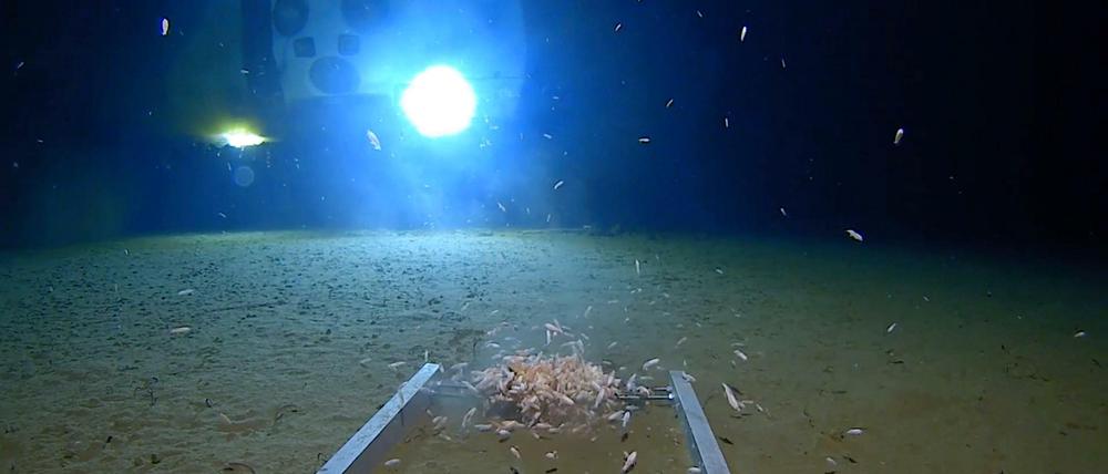Der Amerikaner Victor Vescovo ist eigenen Angaben zufolge mit seinem U-Boot "Limiting Factor" (im Hintergrund) zu einem der tiefsten Punkte der Erde im Mariannengraben getaucht - und hat dort Müll gefunden (nicht im Bild zu sehen, stattdessen angelockte Gliederfüßer).