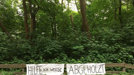 Die urwüchsige Grünfläche am Dahlemer Weg 247 in Berlin-Zehlendorf.