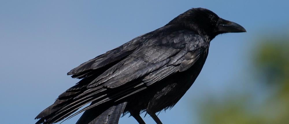 Anders als diese Krähe in Baden-Württemberg verhielt sich die grau-schwarze Nebelkrähe gegenüber der Autorin weniger friedlich.