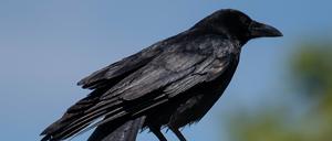 Anders als diese Krähe in Baden-Württemberg verhielt sich die grau-schwarze Nebelkrähe gegenüber der Autorin weniger friedlich.