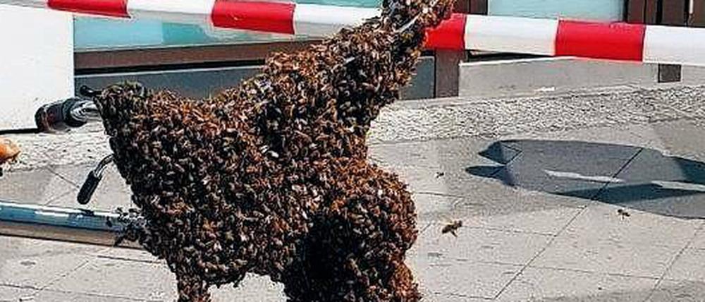 Schloss der Königin. Bienen sind bei Rastplätzen nicht wählerisch.