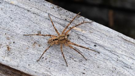 Das Foto zeigt eine Nosferatu-Spinne auf einem Holzblock.