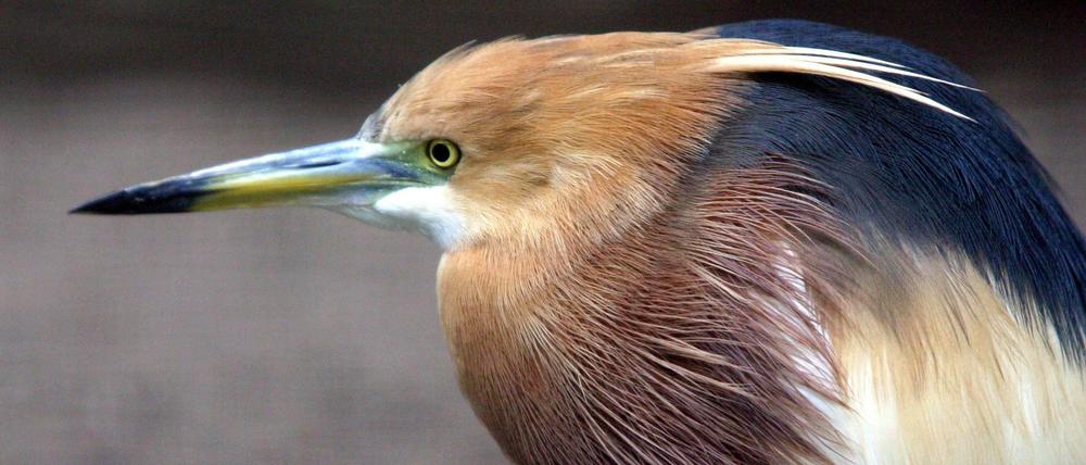 Vollversorgt. Die Prachtexemplare im Berliner Zoo haben einen leichten Hang zur Fettleibigkeit.