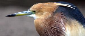 Vollversorgt. Die Prachtexemplare im Berliner Zoo haben einen leichten Hang zur Fettleibigkeit.